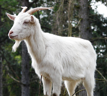 native-goat.jpg